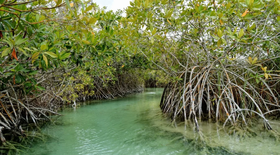 Muyil Forest Paradise Tulum 3
