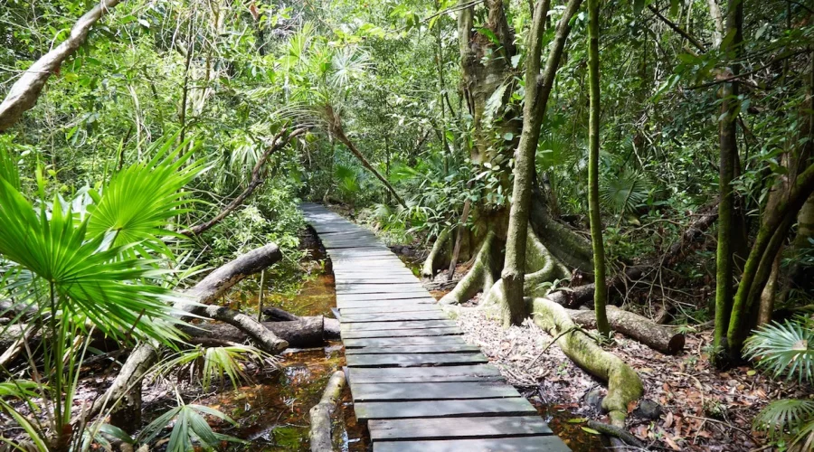 Muyil Forest Paradise Tulum