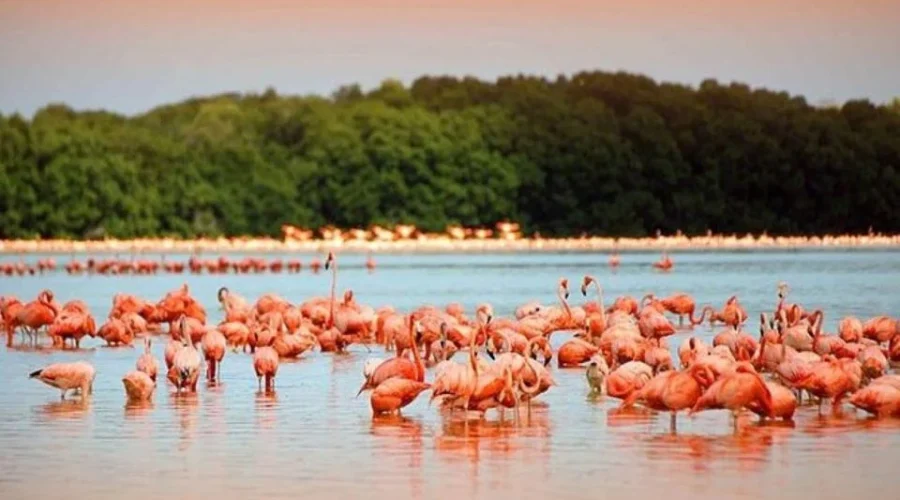Rio lagartos Paradise Tulum