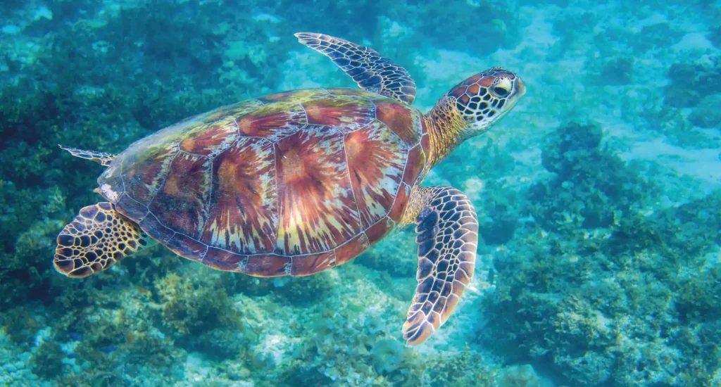 akumal Paradise Tulum 4